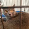 meowciafidao