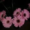 suu_world1