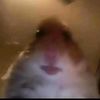 good_hamster2