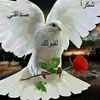 sadeen123go09o