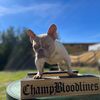 champbloodlines