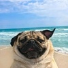 _xxxwaerxxx.pug_