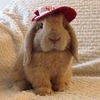 damiantherabbit
