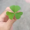 aicellene14