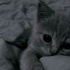 meowzzxx__