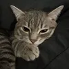 hanhtrin_hhocy