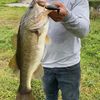 massive_bluegill