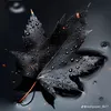 trongnguyen180694