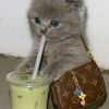 haifa_ouat