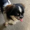 salteddogies