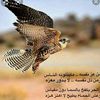 نجاء الشميلاني
