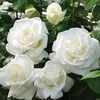 dedew_451