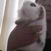 glamrock_andrix