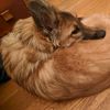 giant_fox