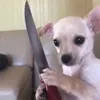 siatodo_