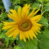 sunflowers_unbrella