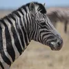 travelling_zebra