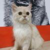 tariartari94
