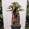 jipankbonsai