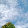 mahsukaa._2