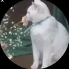 maynypieces