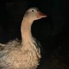 one.weird.bird
