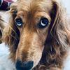 doismydog