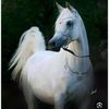 gdbeeek_511