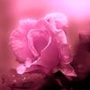deniz13389055694443