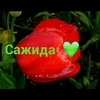 sazida36