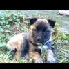 mycrazyfunny_dogs