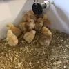 poules_poussins_mama