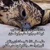 ali_alhajri2