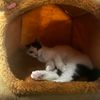 lovelykatio