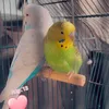emmajilali