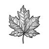 maple__13