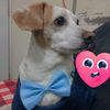 cutedogselchairel