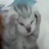 keyb0ardkitty