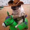 perritoencaballo_2.0