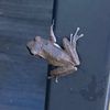 frog3345678