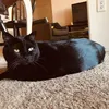 sugar_magnolia5