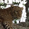 _animaladventures_
