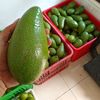 rvocado1