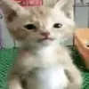 cherriesicaa