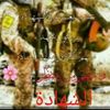 embilal31