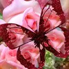 zaho837