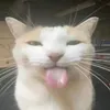 shyshkka