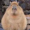 capybara.tpwk