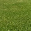 grass.field