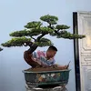 vanchungcaycanh